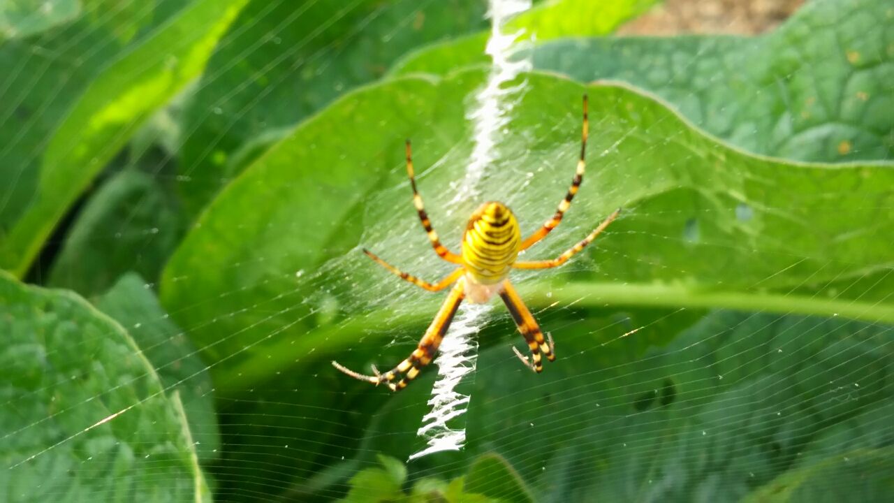 黄色い縞模様の蜘蛛 居場所と出番のあるまち