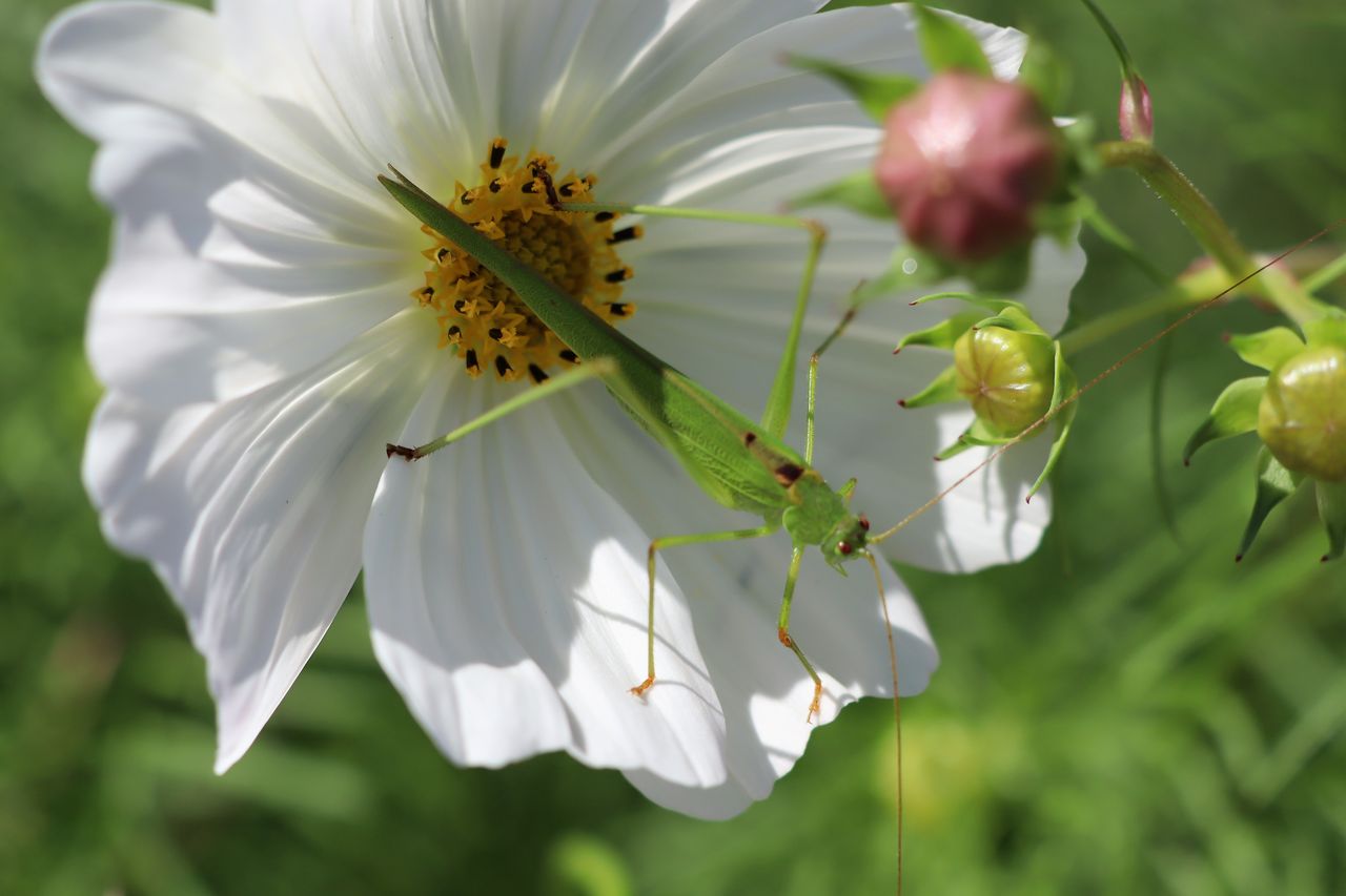 花に群がる虫たち 居場所と出番のあるまち