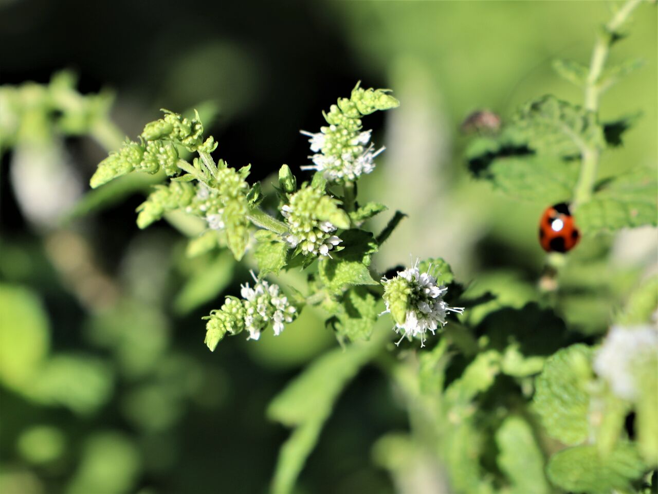 ミントに集まる虫たち 居場所と出番のあるまち