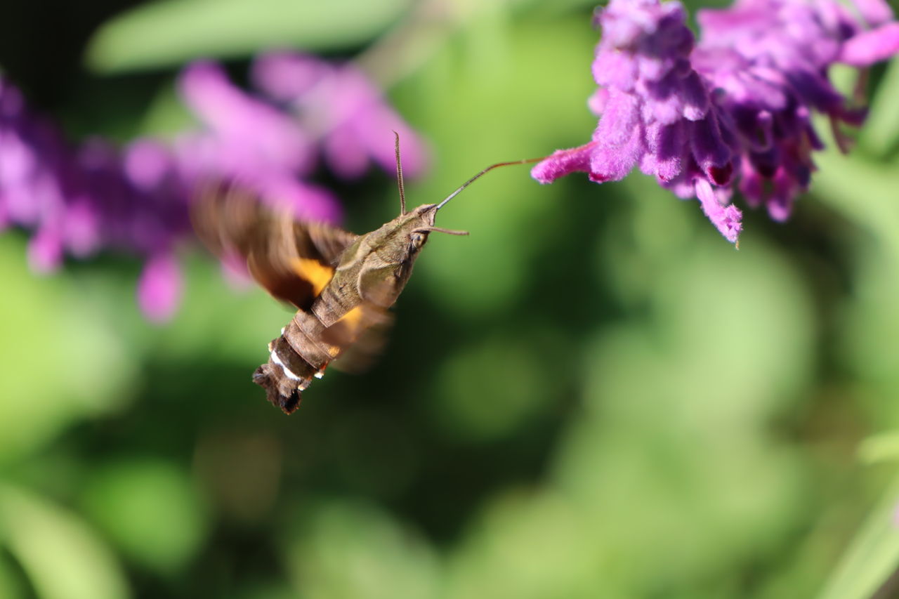 花の蜜を吸うホウジャク 居場所と出番のあるまち