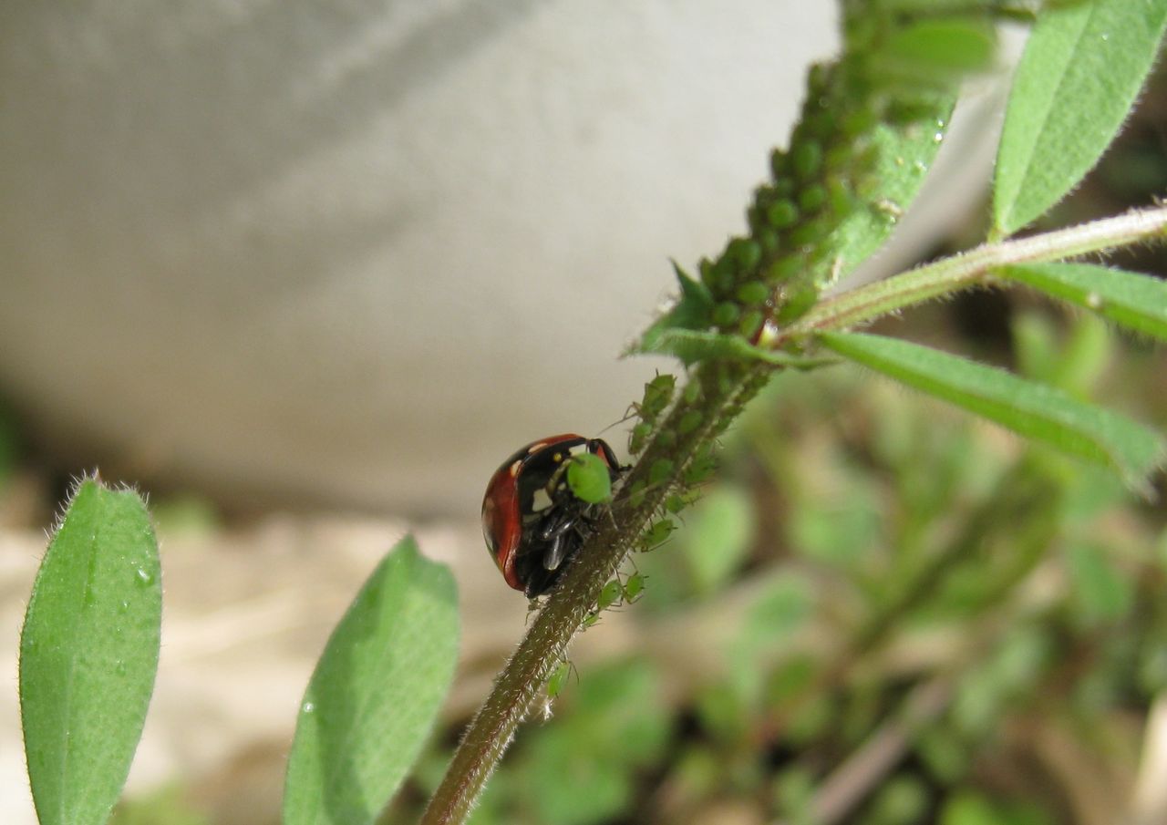 居場所と出番のあるまち てんとう虫とアブラムシ