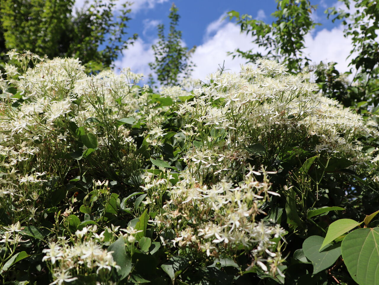 仙人草 居場所と出番のあるまち