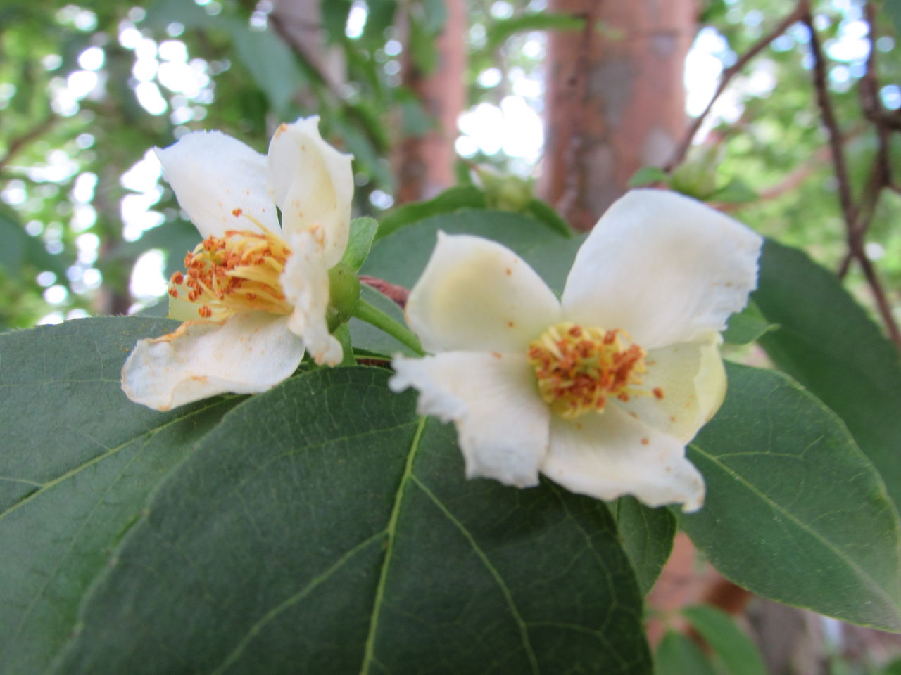 沙羅双樹の花の色 居場所と出番のあるまち 沙羅双樹の花の色 居場所と出番のあるまち