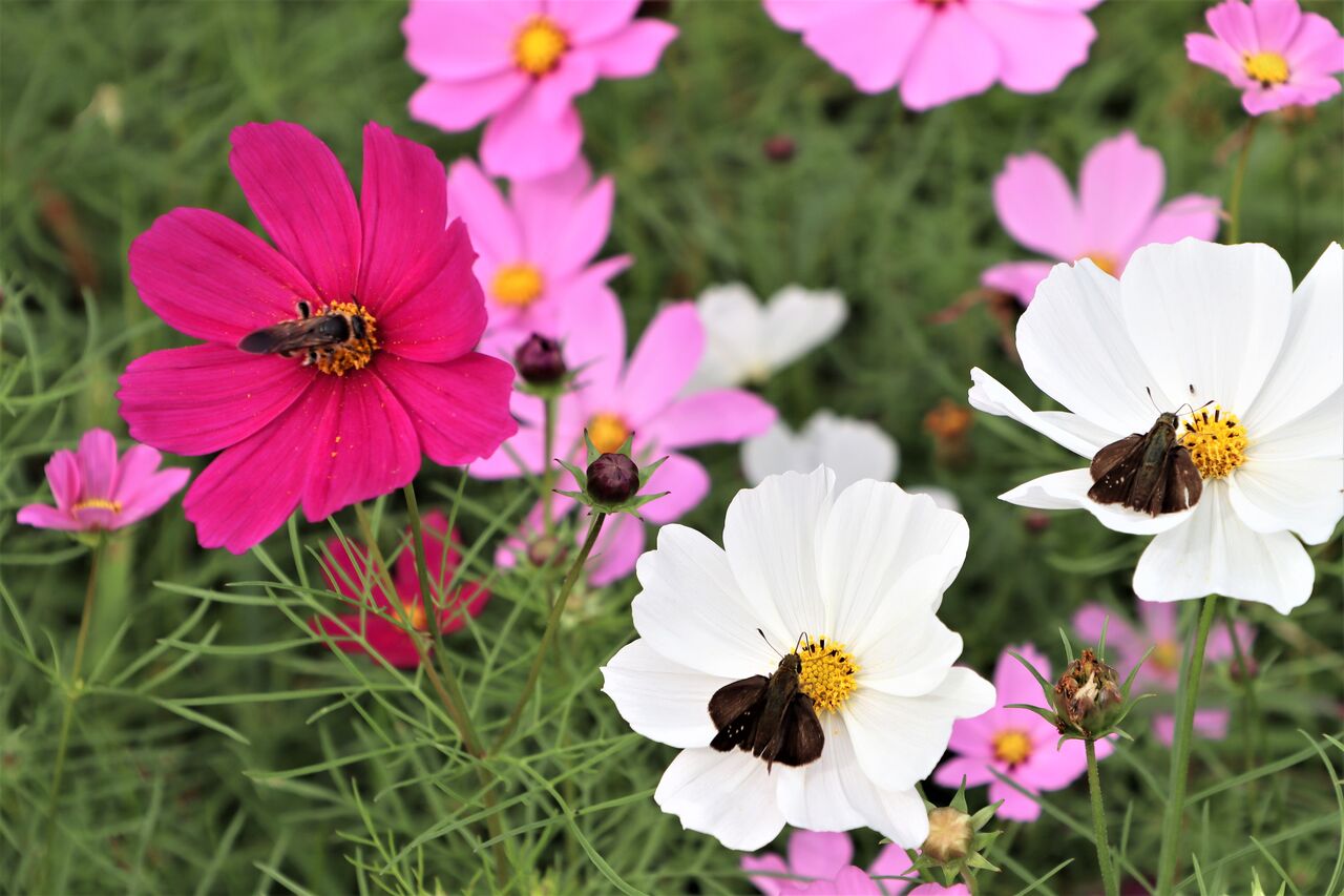コスモスの花摘み 居場所と出番のあるまち コスモスの花摘み 居場所と出番のあるまち