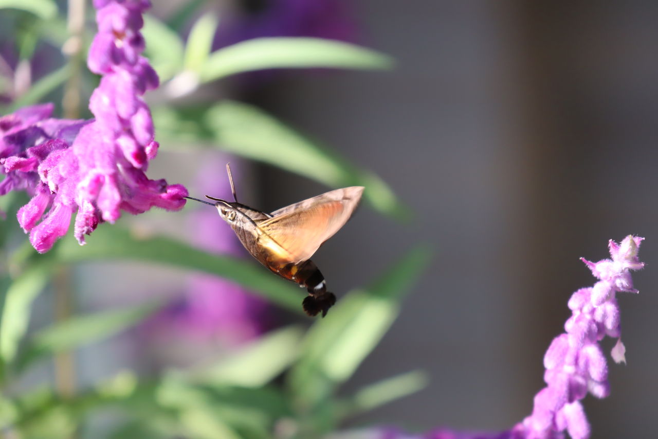 花の蜜を吸うホウジャク 居場所と出番のあるまち