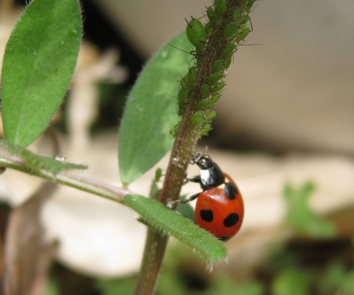 居場所と出番のあるまち てんとう虫とアブラムシ