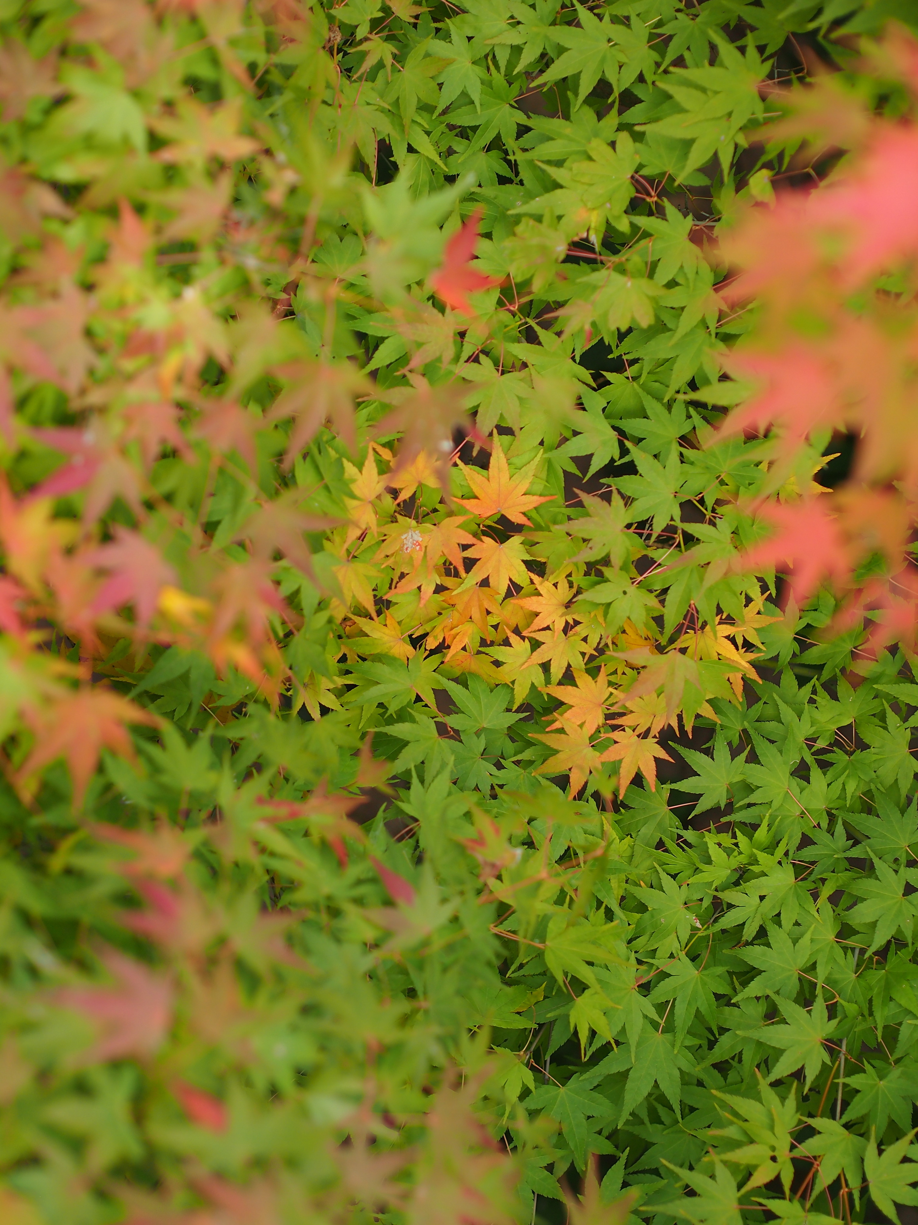 紅葉色づき始め ともじんのphotoblog