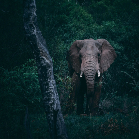 geranimo-f0oe9P9Yixs-unsplash