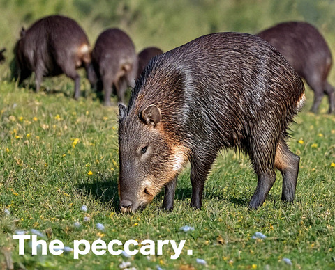peccary