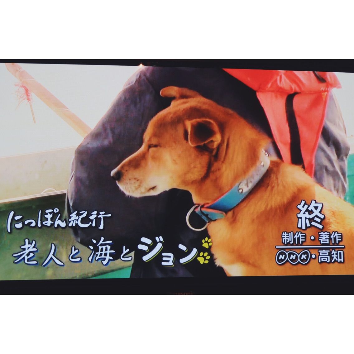 老人と海とジョン という高知の港町のドキュメンタリー 花屋 夏蔦 老人と海とジョン という高知の港町のドキュメンタリー 花屋 夏蔦