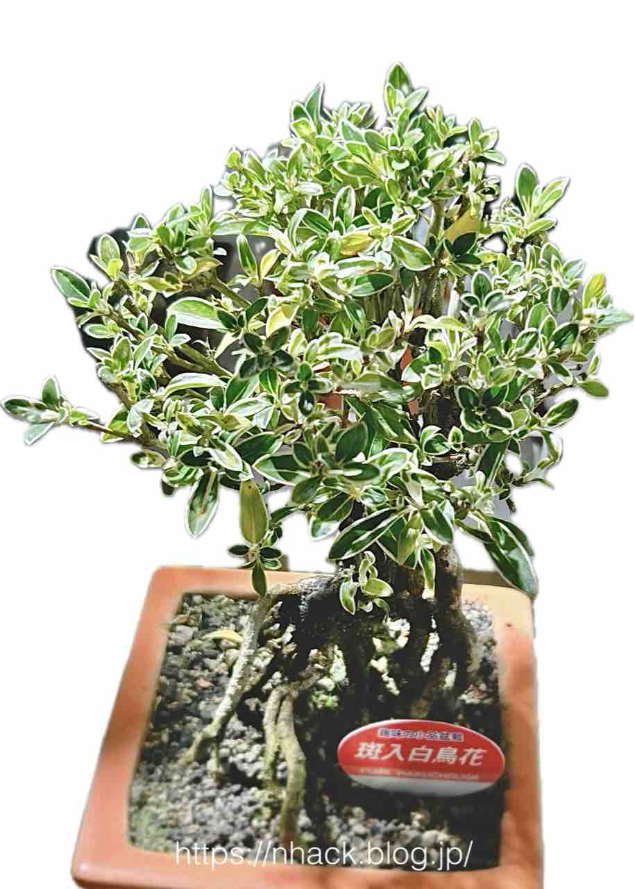 盆栽デビューしてました|ホームセンターのミニ盆栽|白鳥花 盆栽デビューしてました|ホームセンターのミニ盆栽|白鳥花