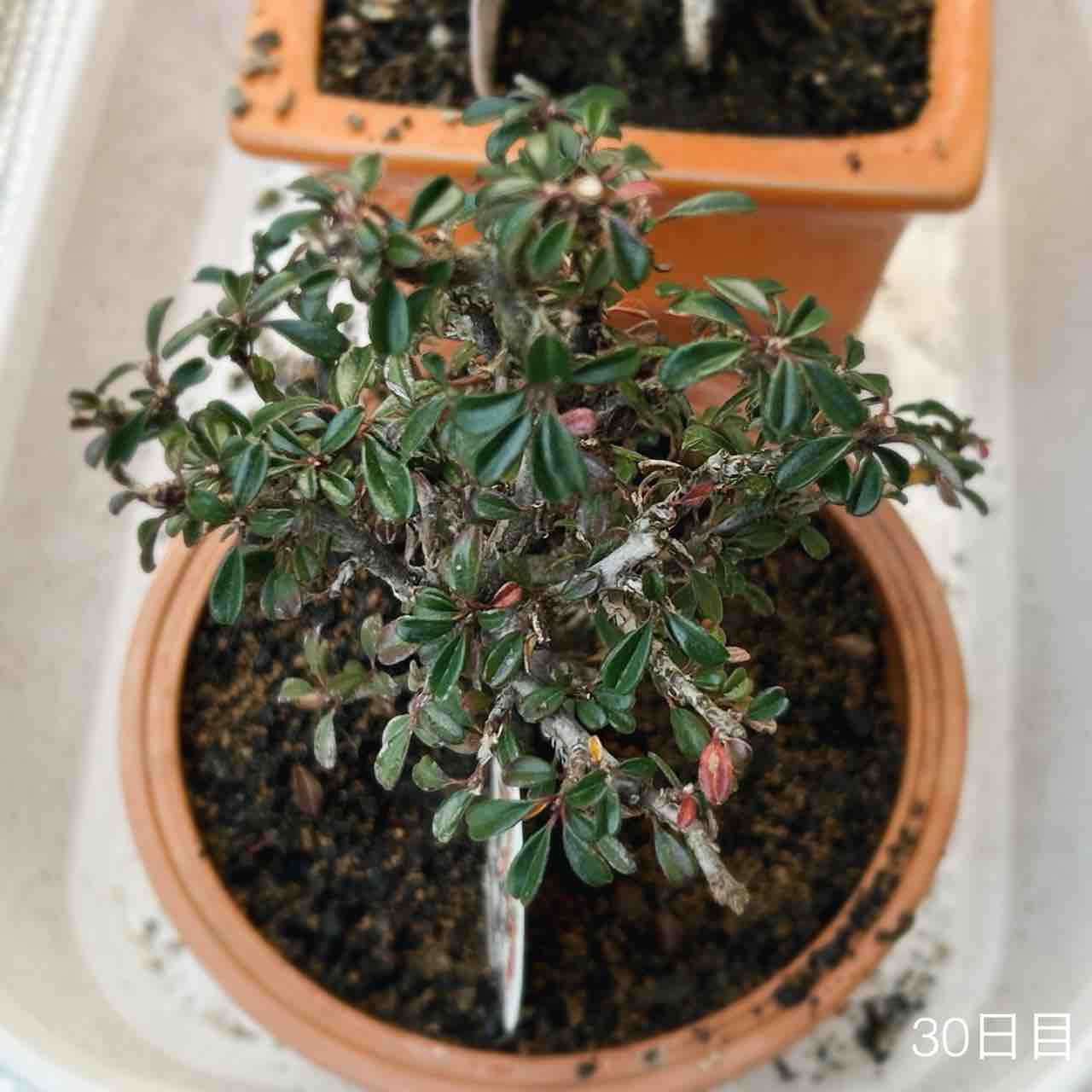 盆栽デビューしてました|ホームセンターのミニ盆栽|白鳥花