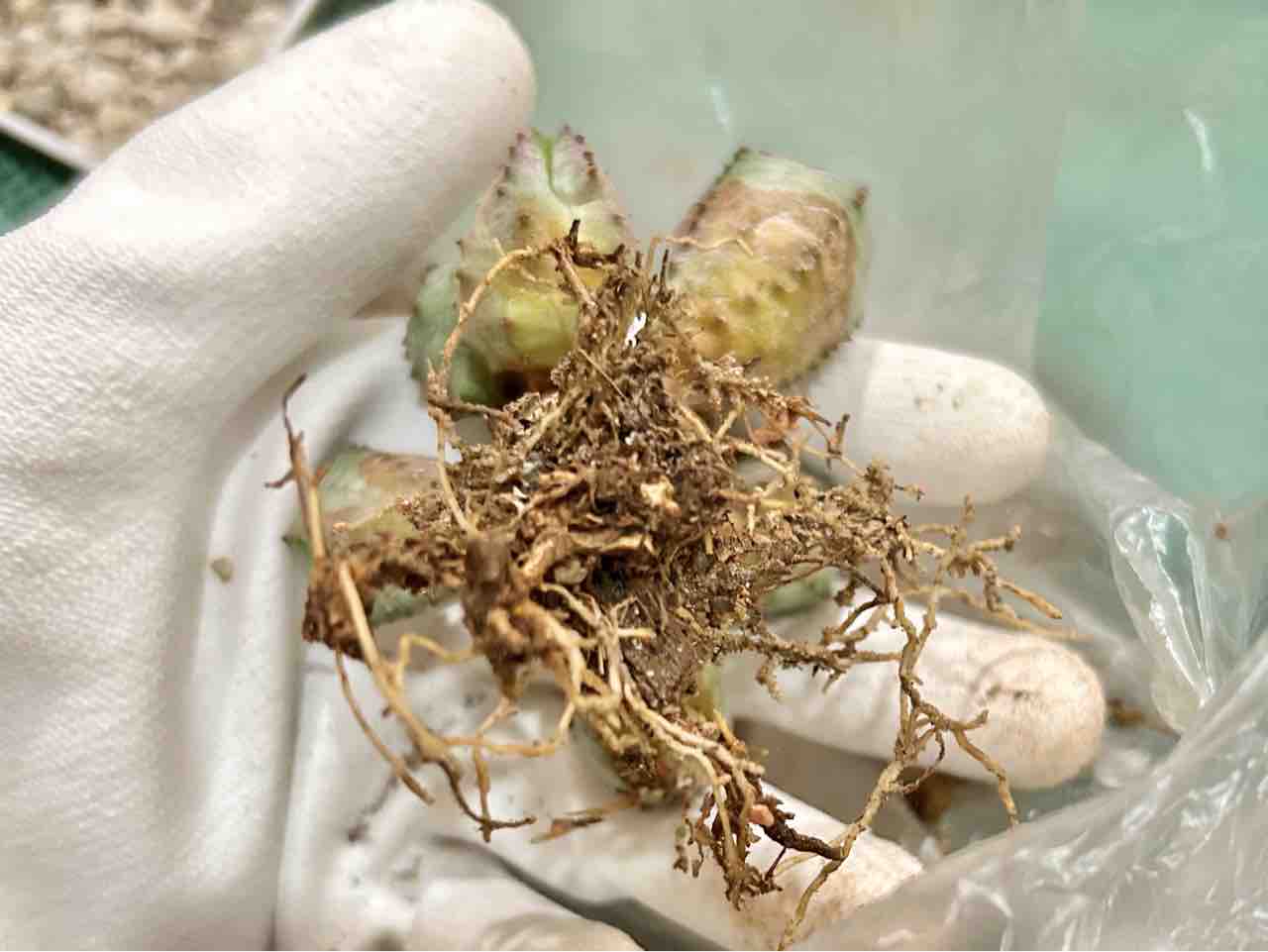 オベサブロウのカキコを外して植え替える話【多肉植物】 : N-log【東京