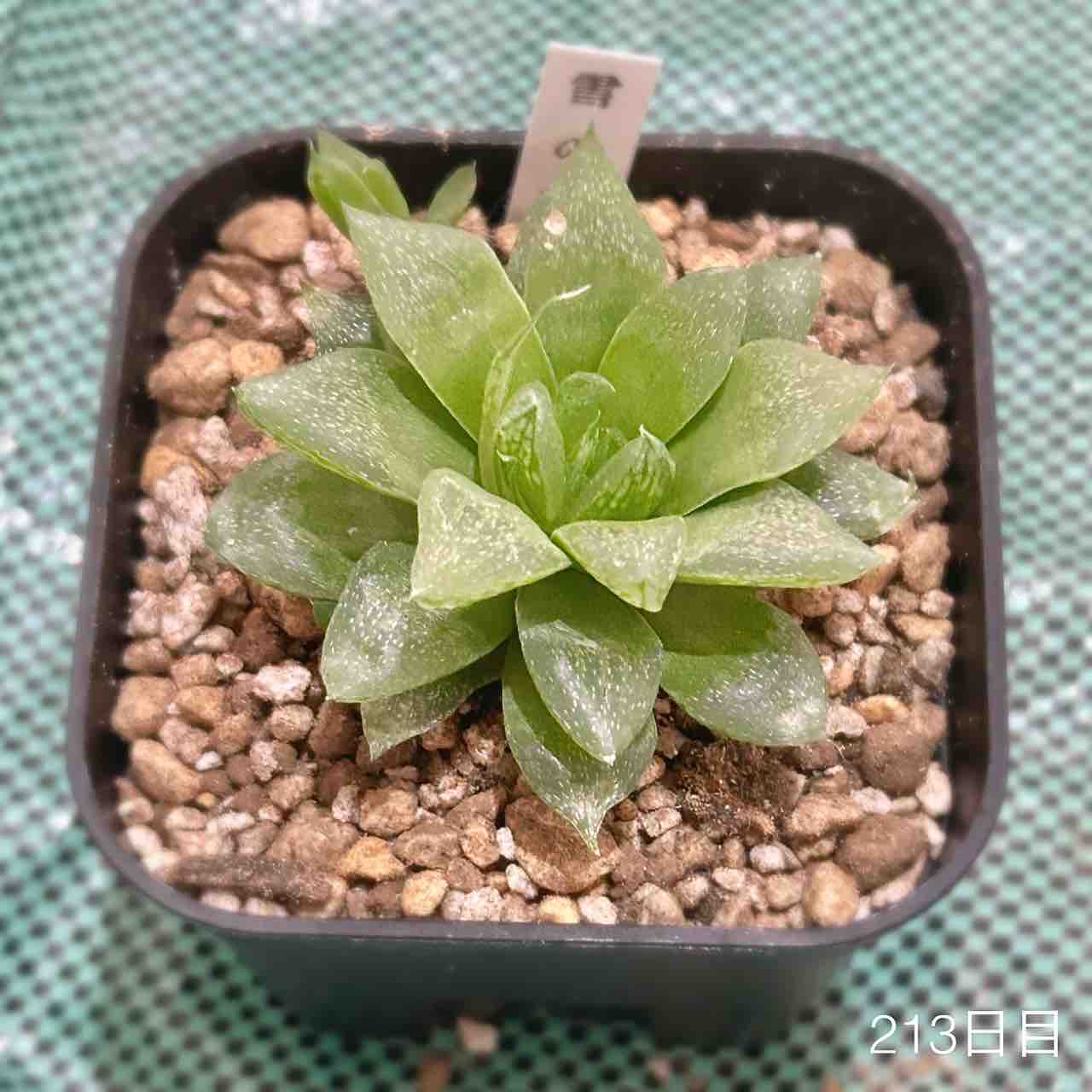 ★奈良研★サボテン・多肉色々★67★グロボシフローラ★ 多肉植物 サボテン（天司丸：テンシマル） 3号 茶色