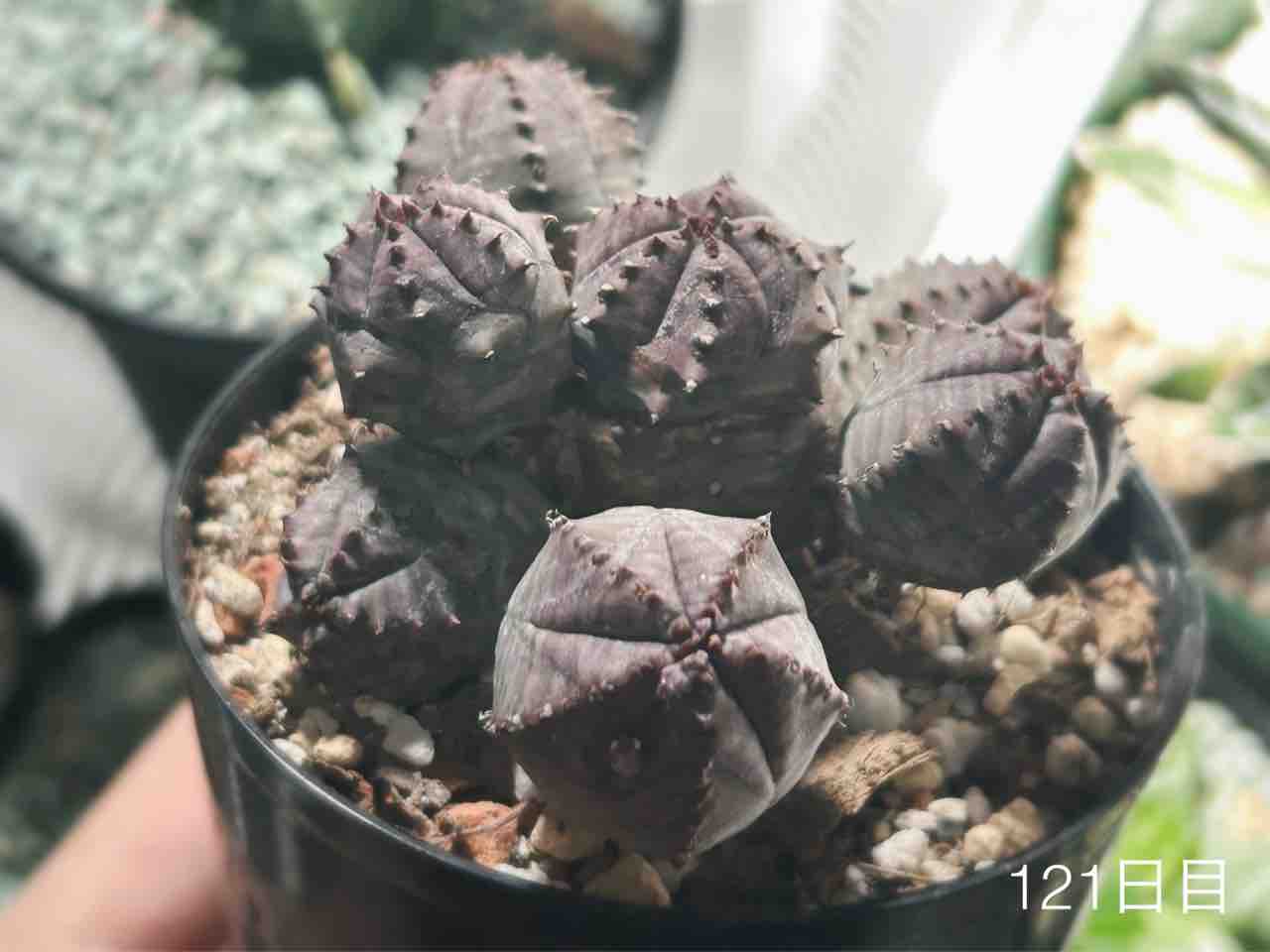 多肉植物 赤と緑のグラデーション*4 多肉植物 赤と緑の