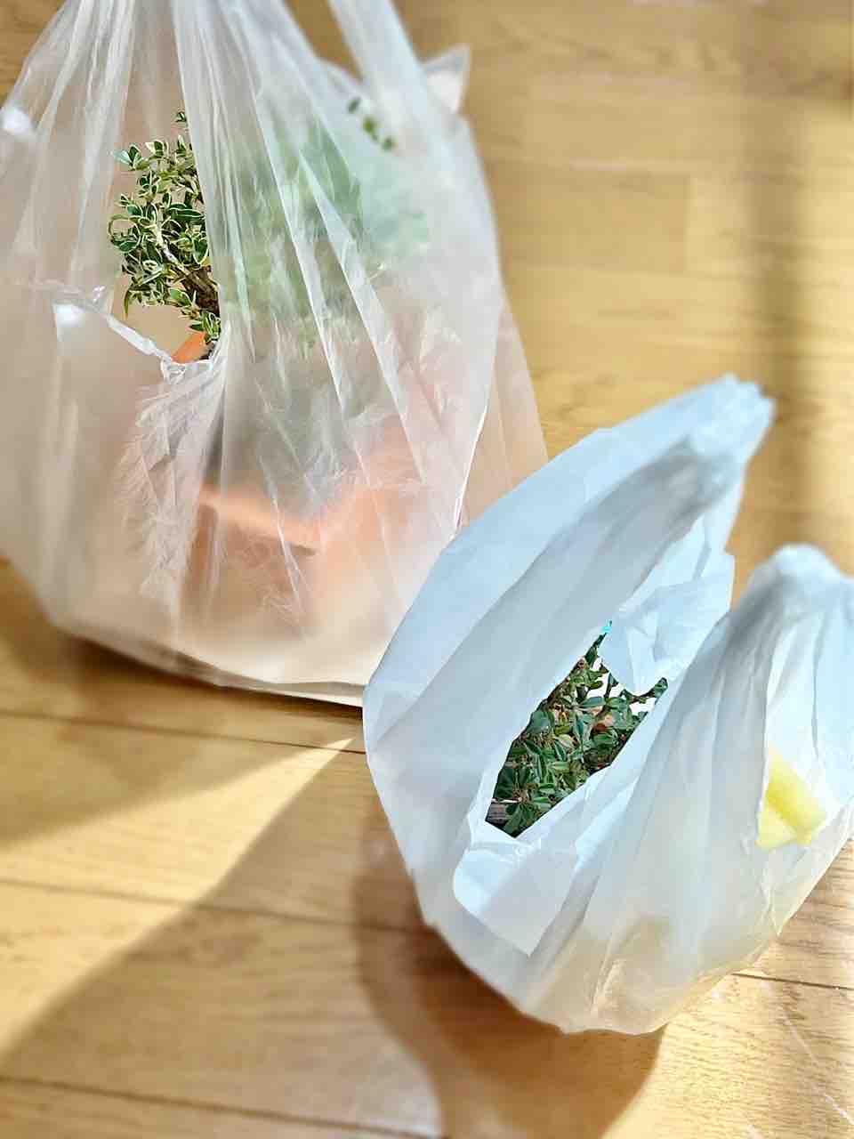 盆栽デビューしてました|ホームセンターのミニ盆栽|白鳥花