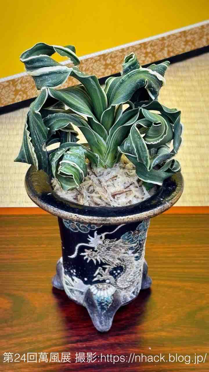 第24回萬風展（上野グリーンクラブの万年青展示）に行ってきました