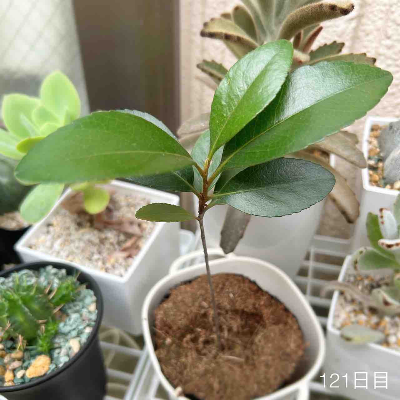 シャリンバイさん記録（2024） : N-log【東京ぼたらいふ=ボタニカル