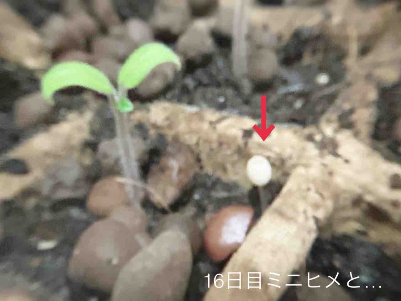 【ダイソー園芸】きのこのこのこ元気な子?対策します【ミニトマト・ミニヒメ・バジル3週目】 : N-log【東京ぼたらいふ=ボタニカルライフ】
