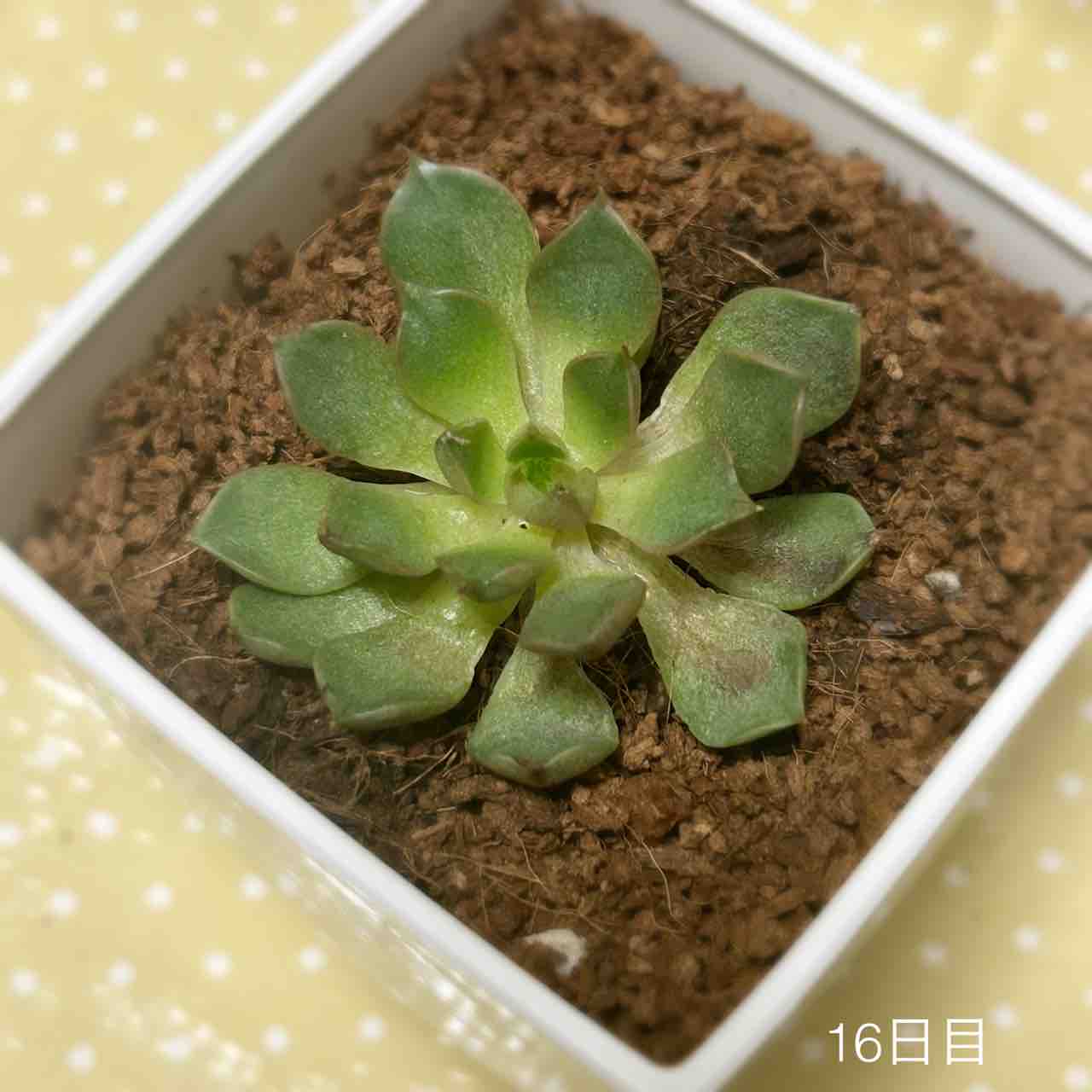 多肉植物 謎 1ヶ月後】ダイソー多肉植物のその後【謎ベリア】【葉挿しチャレンジ