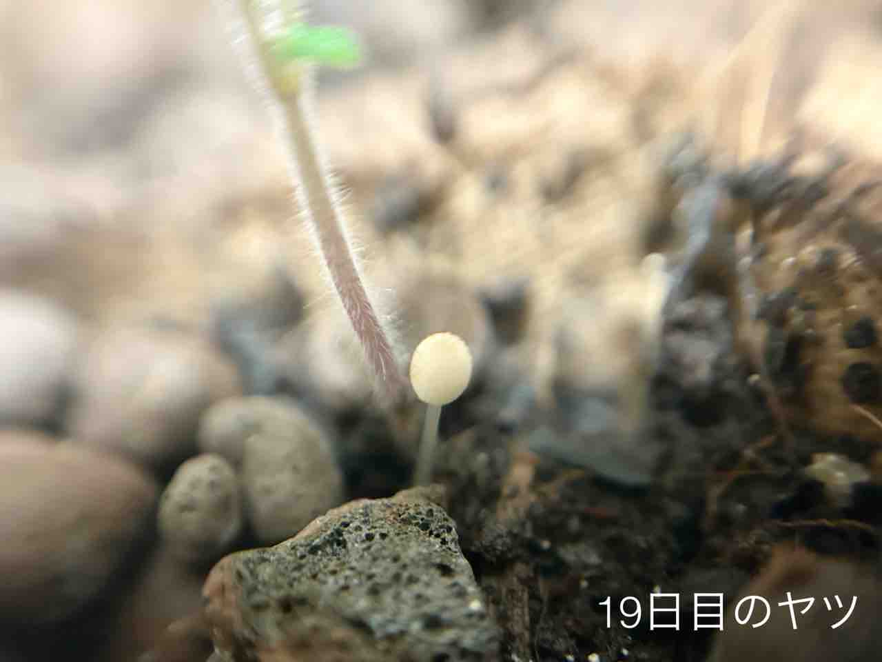 【ダイソー園芸】きのこのこのこ元気な子?対策します【ミニトマト・ミニヒメ・バジル3週目】 : N-log【東京ぼたらいふ=ボタニカルライフ】