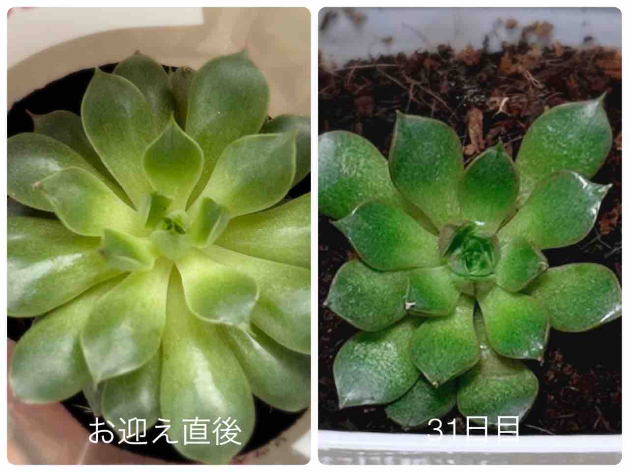 2ヶ月後】ダイソー多肉植物のその後【謎ベリア】【葉挿しチャレンジ