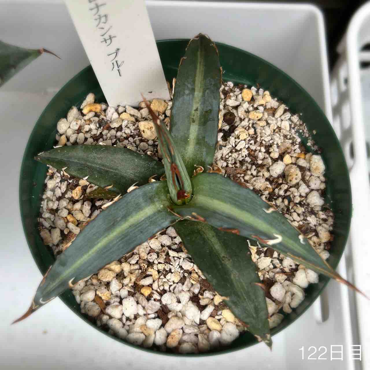 アガベ実生株】キシロナカンサブルーとデュランゲンシス【お迎えから4