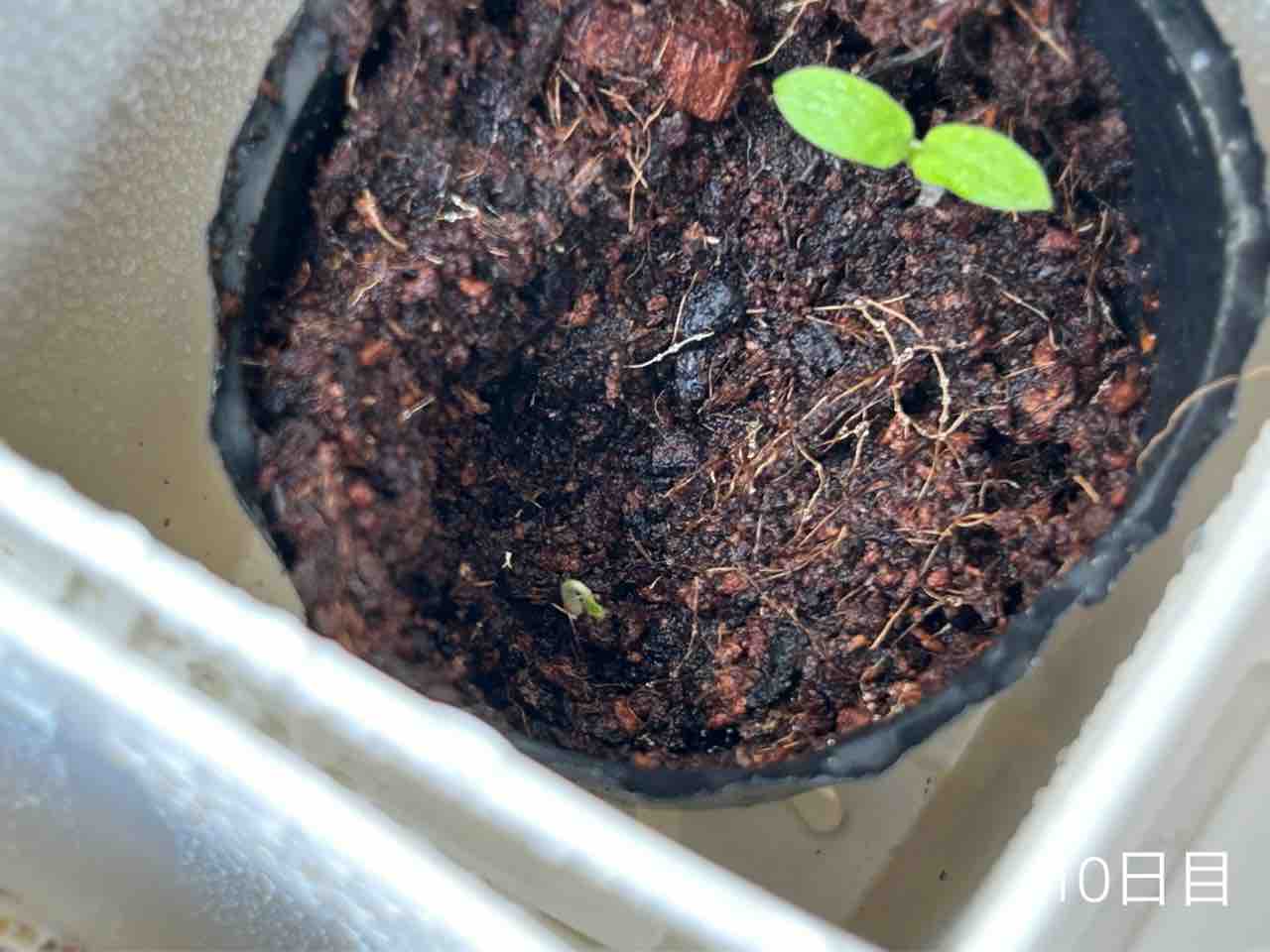 ダイソー園芸】ミニヒメチャレンジ2024発芽経過とスパルタ【ミニトマト