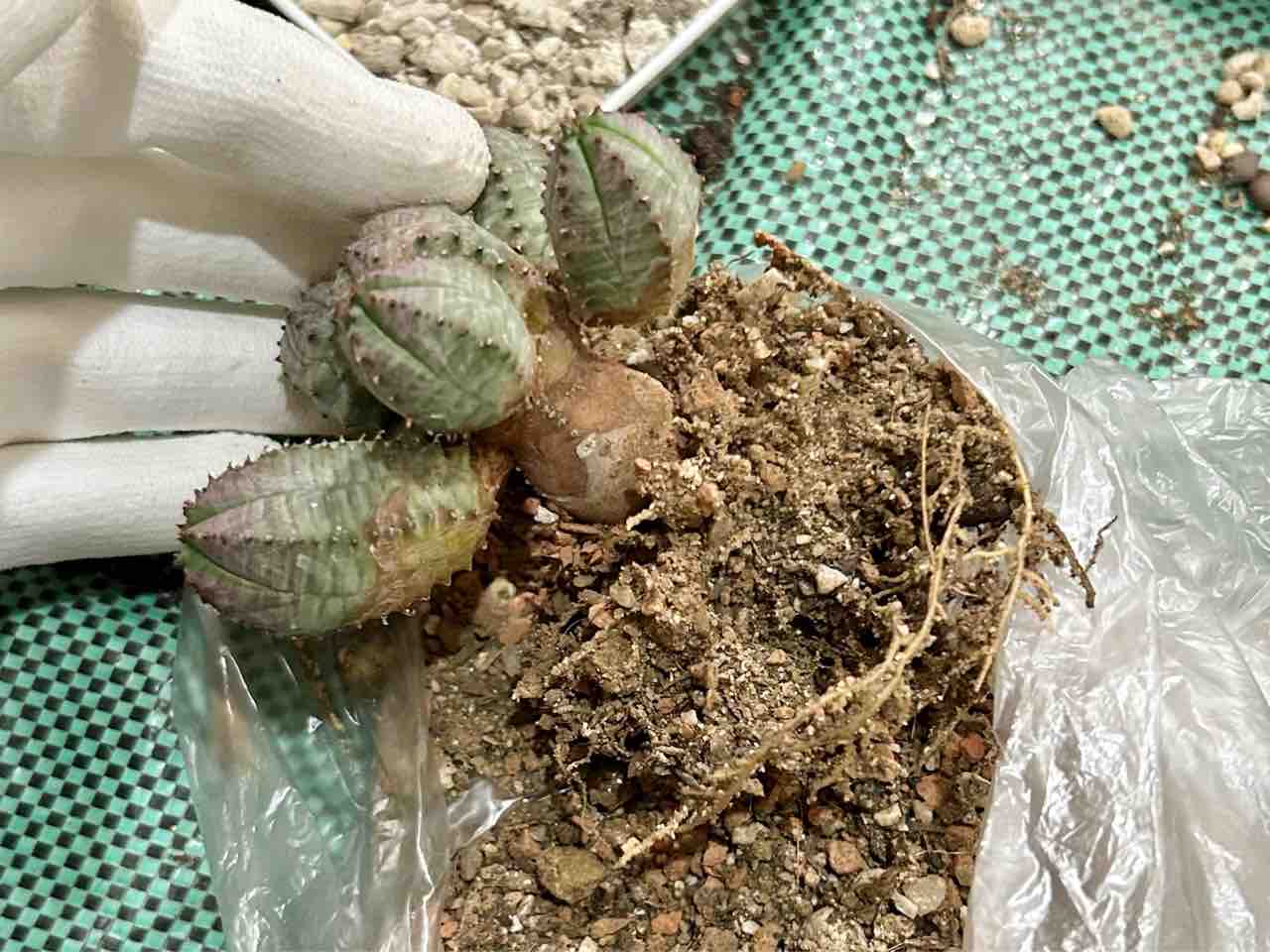 オベサブロウのカキコを外して植え替える話【多肉植物】 : N-log【東京