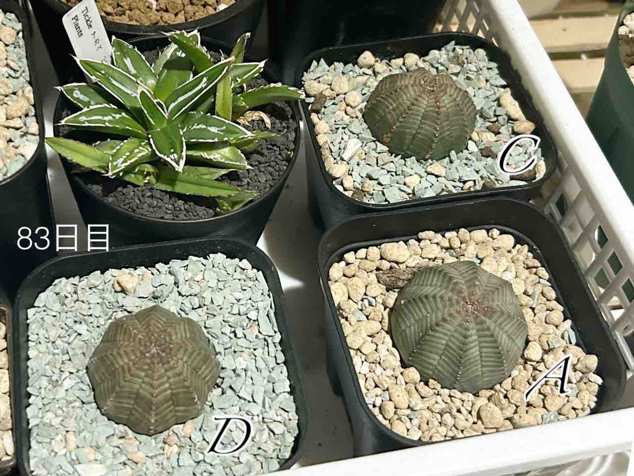 ヤフオク産オベサのその後(はやくも3ヶ月が目前だった…) : N ヤフオク産オベサのその後(はやくも3ヶ月が目前だった…) : N