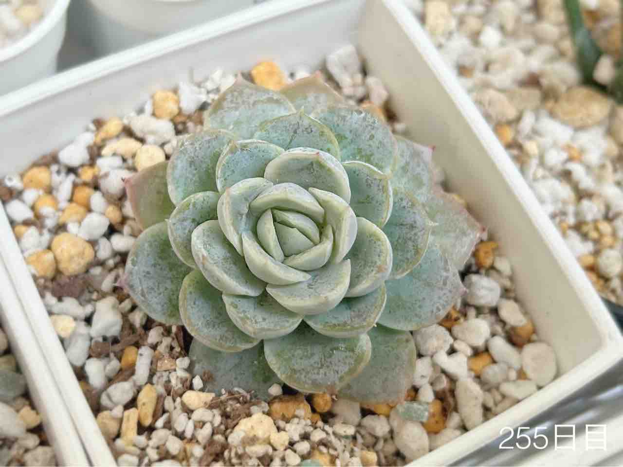 Top【選抜株】多肉植物　22021 スノーボール 錦12個　鉢無し/脱土 発根済カット苗 スノーボール 錦 Echeveria 'Snowball Variegated