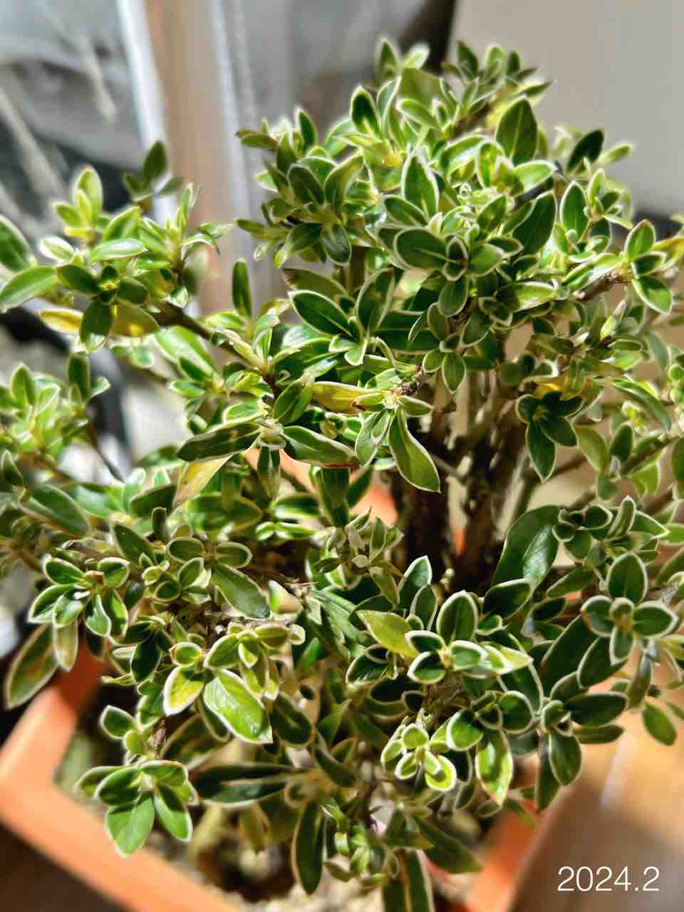 盆栽デビューしてました|ホームセンターのミニ盆栽|白鳥花 盆栽デビューしてました|ホームセンターのミニ盆栽|白鳥花