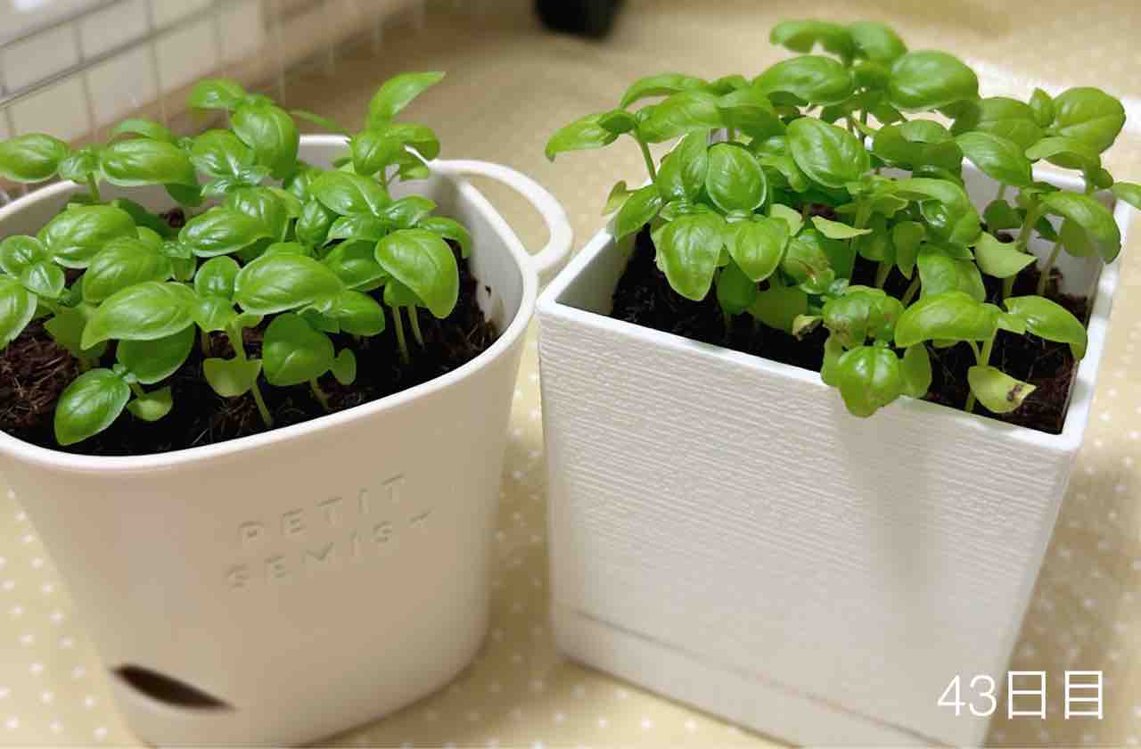 ダイソー園芸】バジル初収穫！そして二回目の収穫で乾燥バジルを作って
