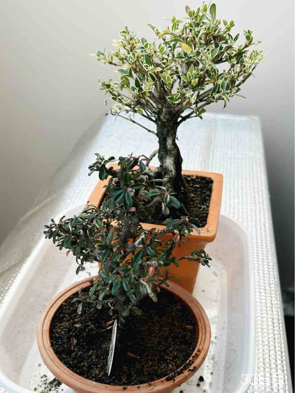 盆栽デビューしてました|ホームセンターのミニ盆栽|白鳥花 盆栽デビューしてました|ホームセンターのミニ盆栽|白鳥花