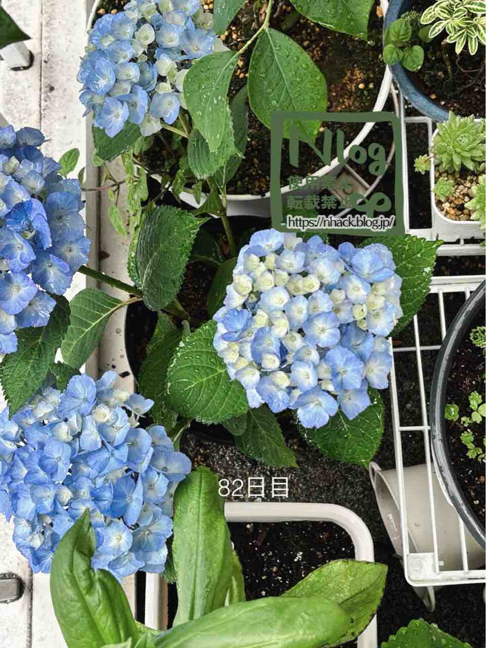 花の色】ピンクで買ったマーブルソーダをブルーに咲かせてみた
