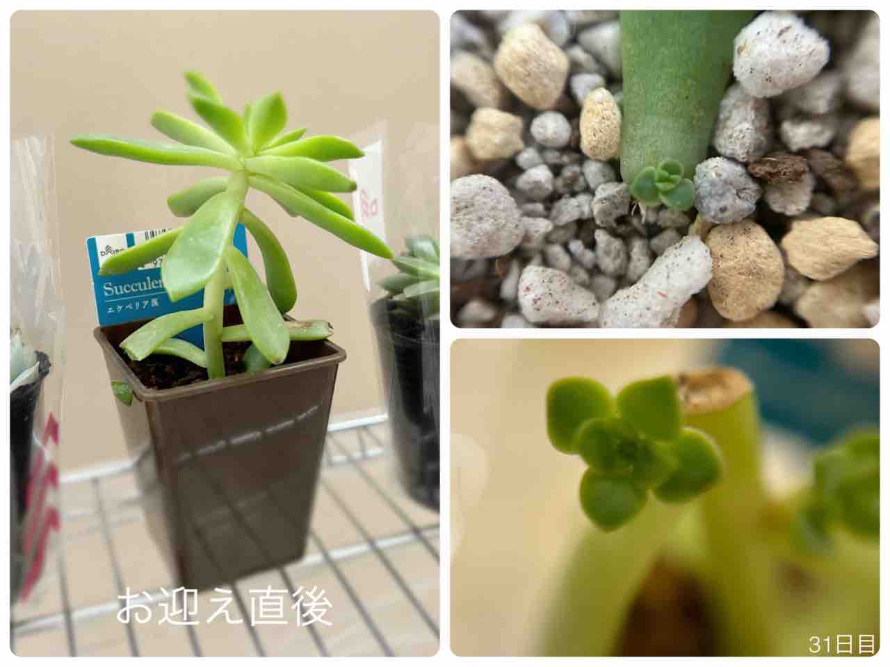 2ヶ月後】ダイソー多肉植物のその後【謎ベリア】【葉挿しチャレンジ