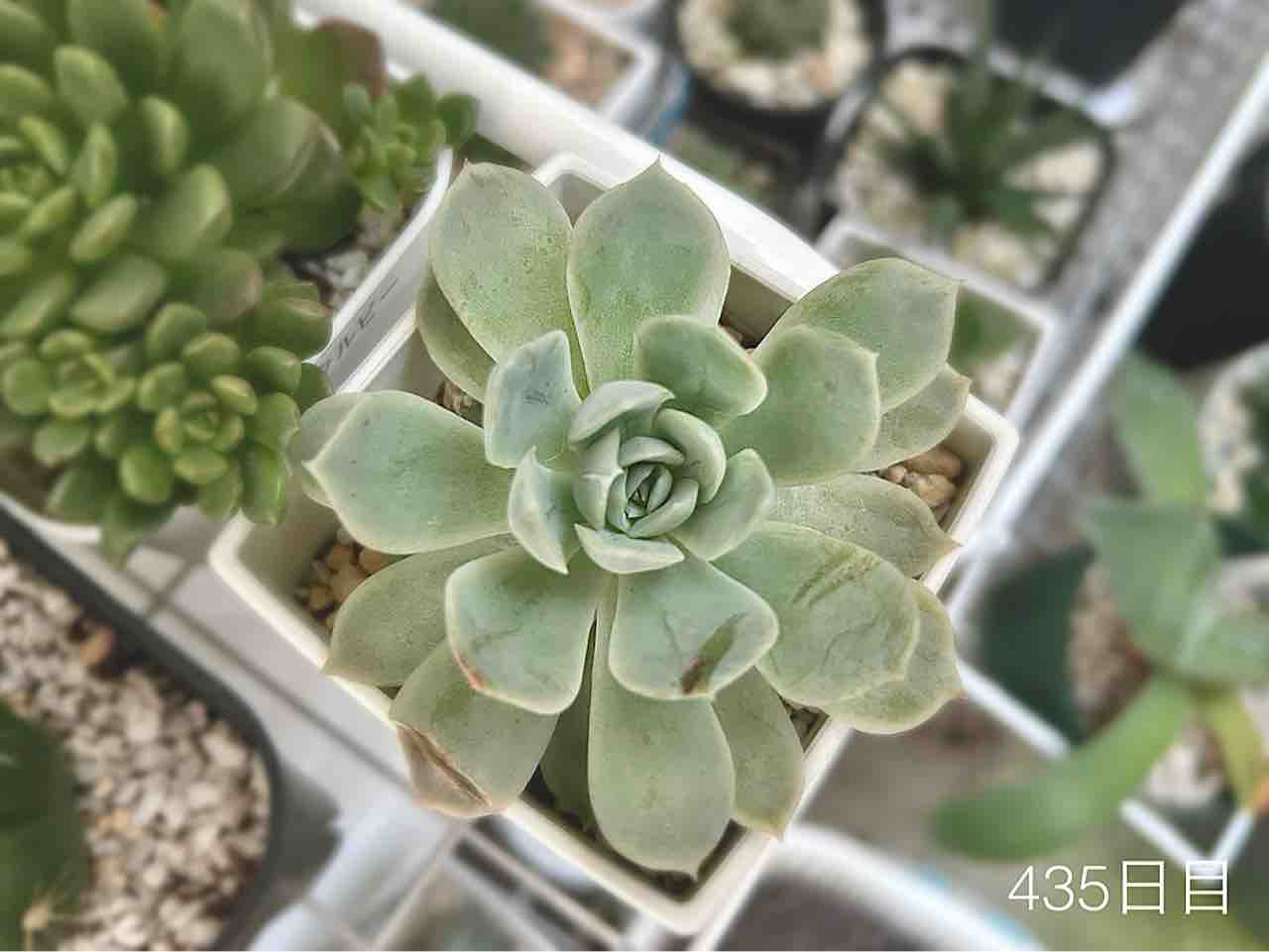 7月後半の多肉植物たちの猛暑⭐︎2024.7 : N-log【東京ぼたらいふ