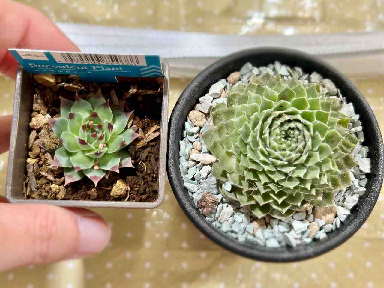 専用ページ 多肉植物 ミックスセンペルビウム 中サイズ 大株プラス