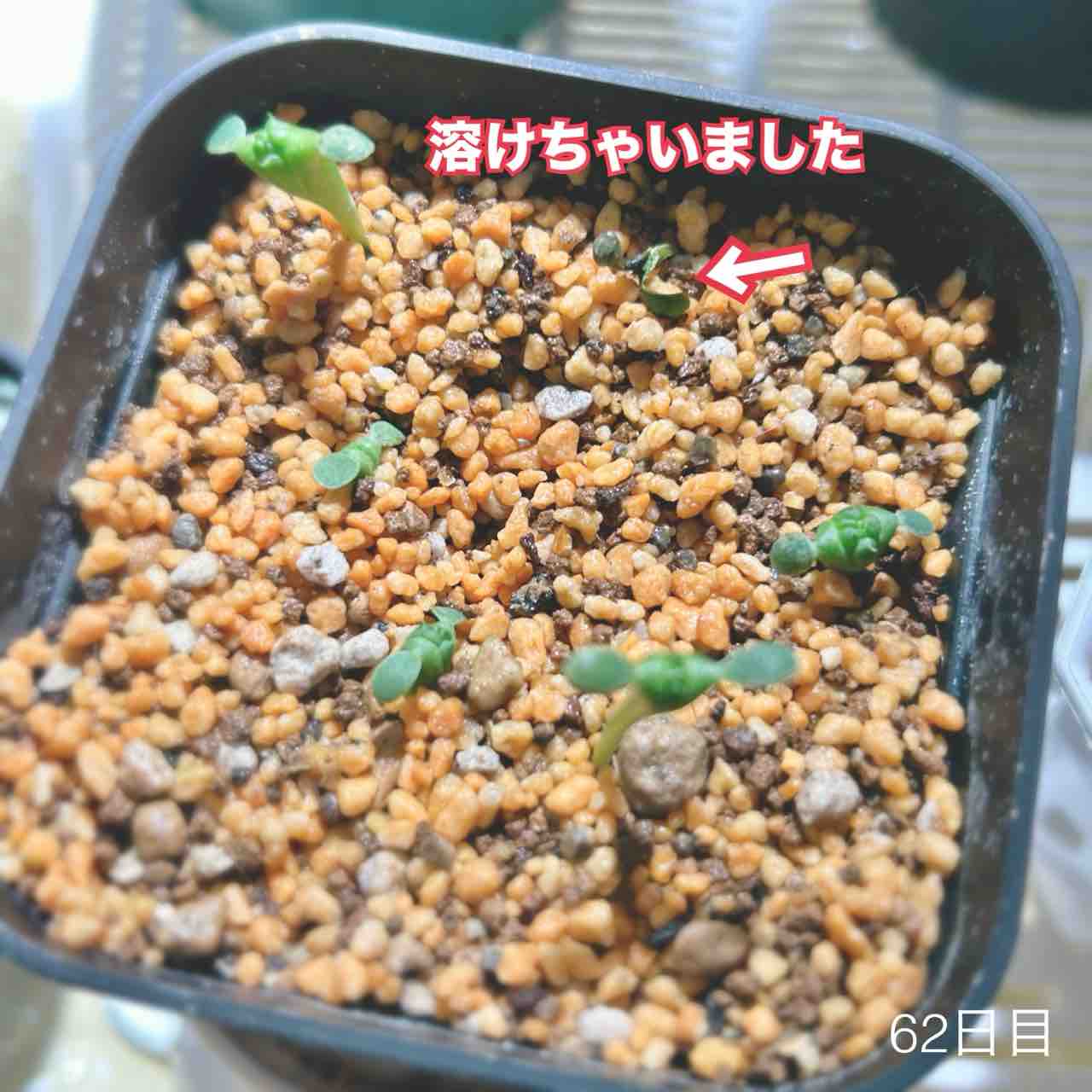 ユーフォルビア オベサ&アガベ チタノタドワーフ（Agave titanota