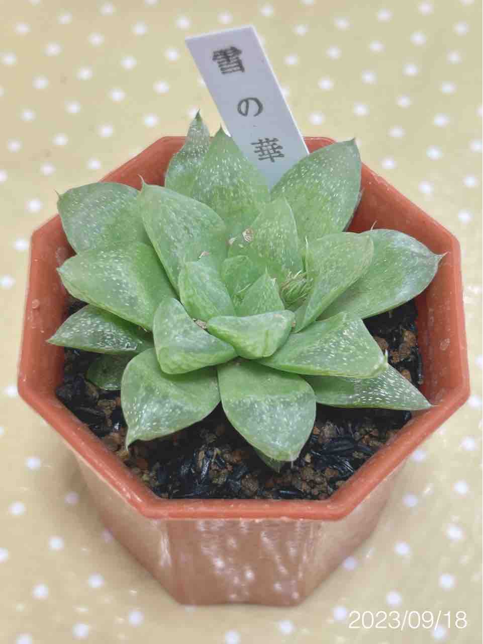 ハオルチア雪の華さんの花芽観察日記 : N-log【東京ぼたらいふ