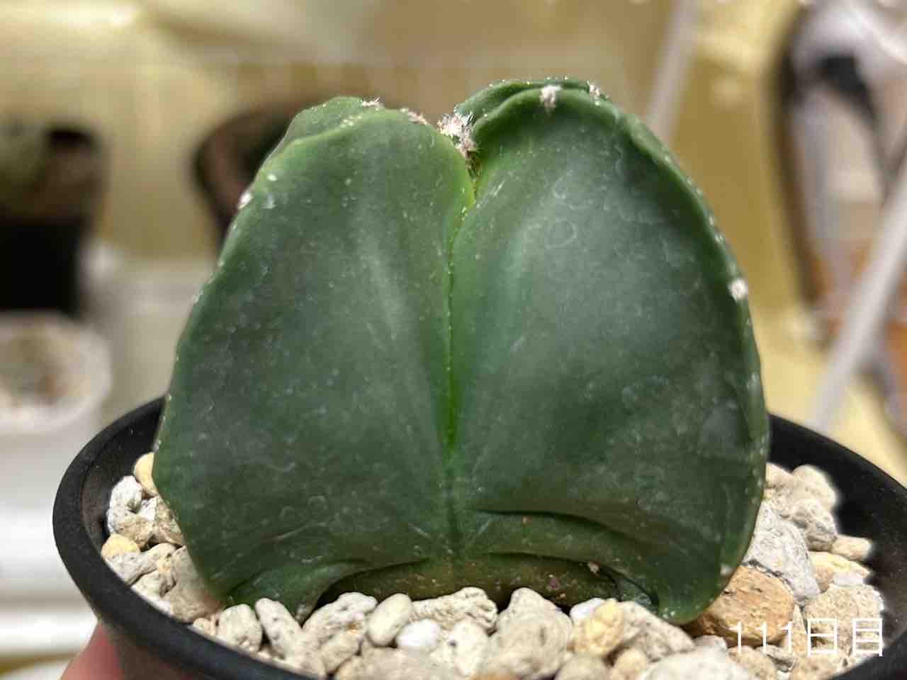 もしかしてもしかしてアストロフィツム2号さんシワが増えましたか