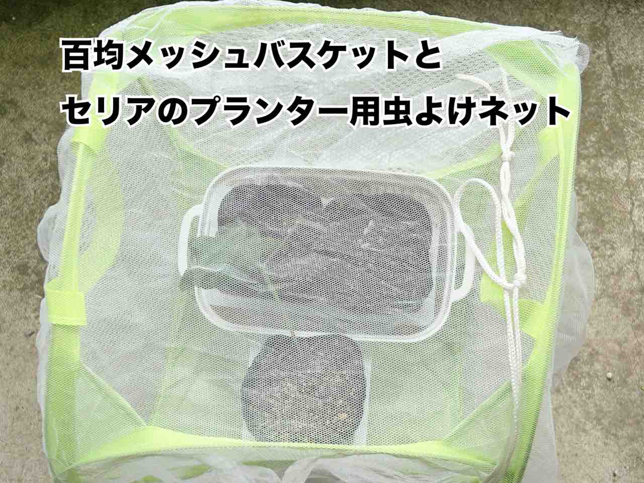 ダイソー園芸でおすすめな我が家の10選 : N-log【東京ぼたらいふ