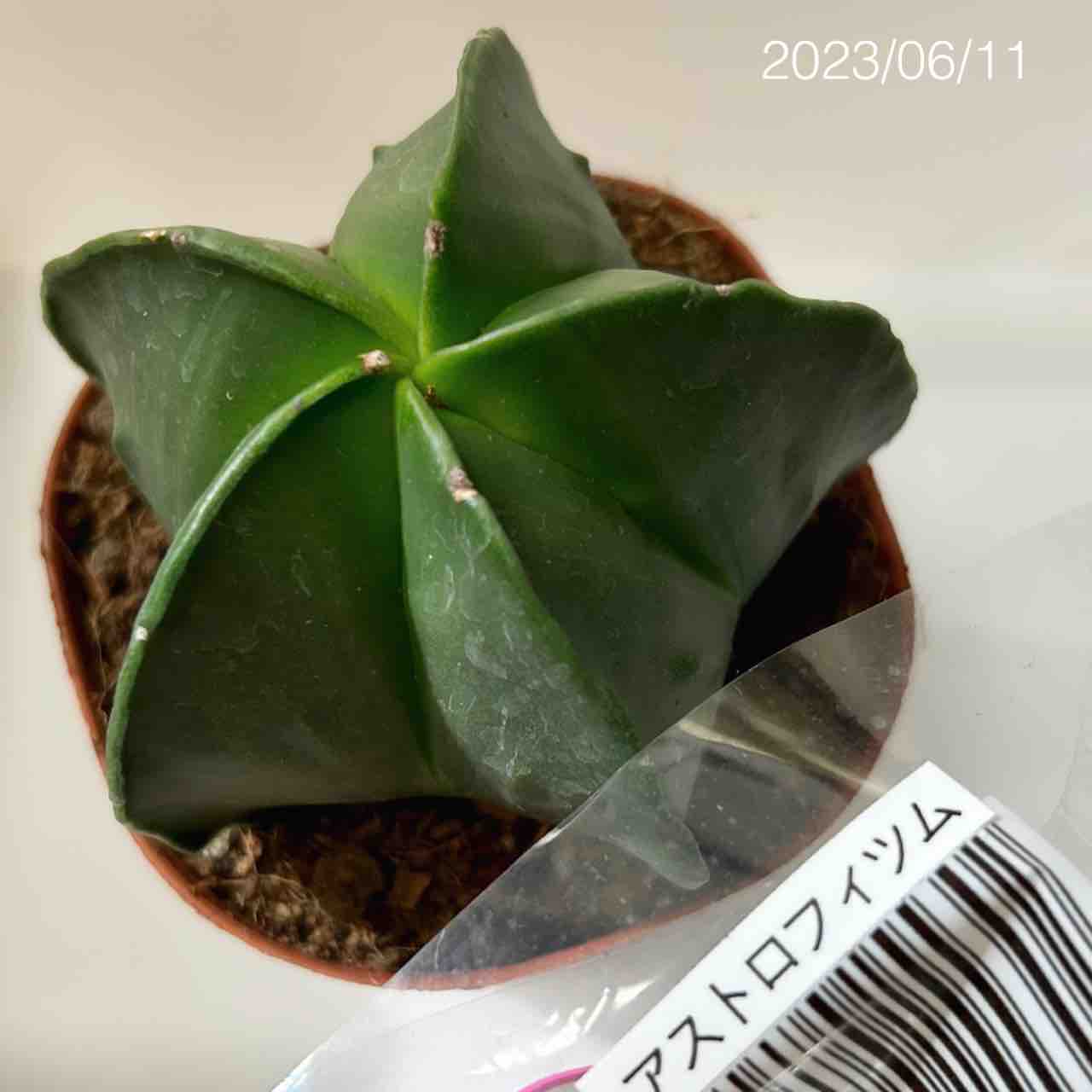 お纏め多肉植物ハビシャムズワルツ新根あり