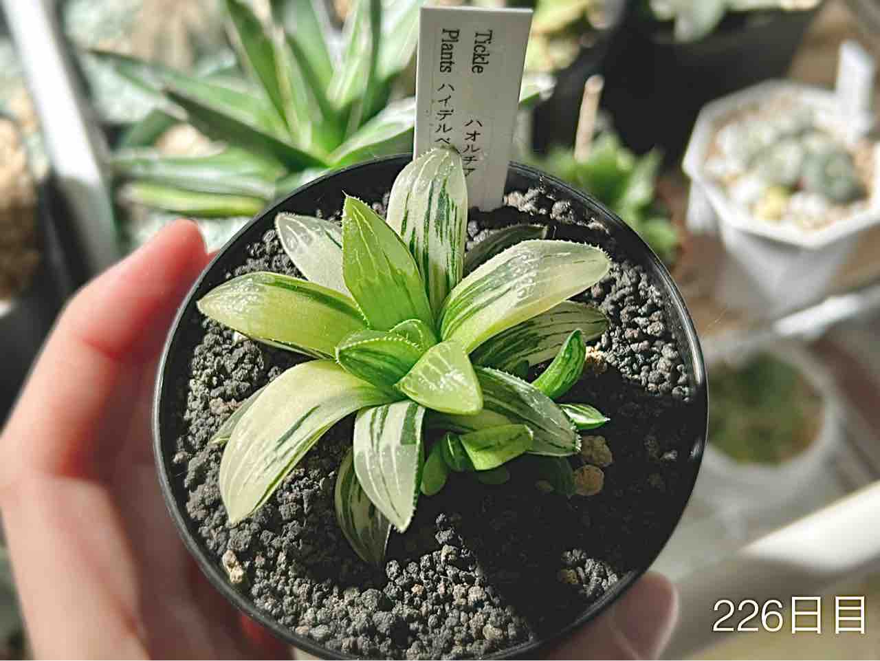 4月上旬の多肉植物〜ハオルチアさん元気いっぱい、アガベも動いてる