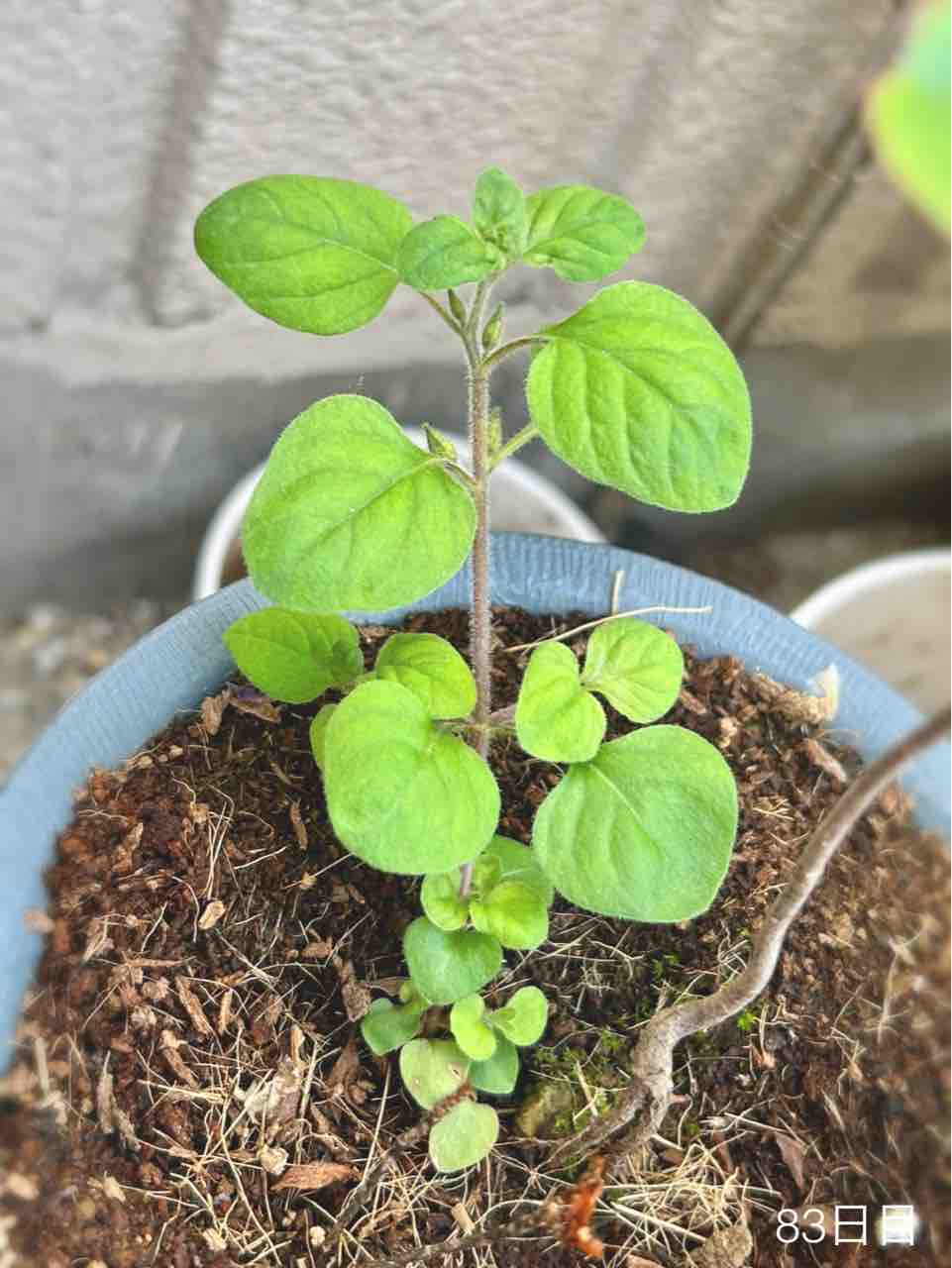 シャリンバイさん記録（2024） : N-log【東京ぼたらいふ=ボタニカル