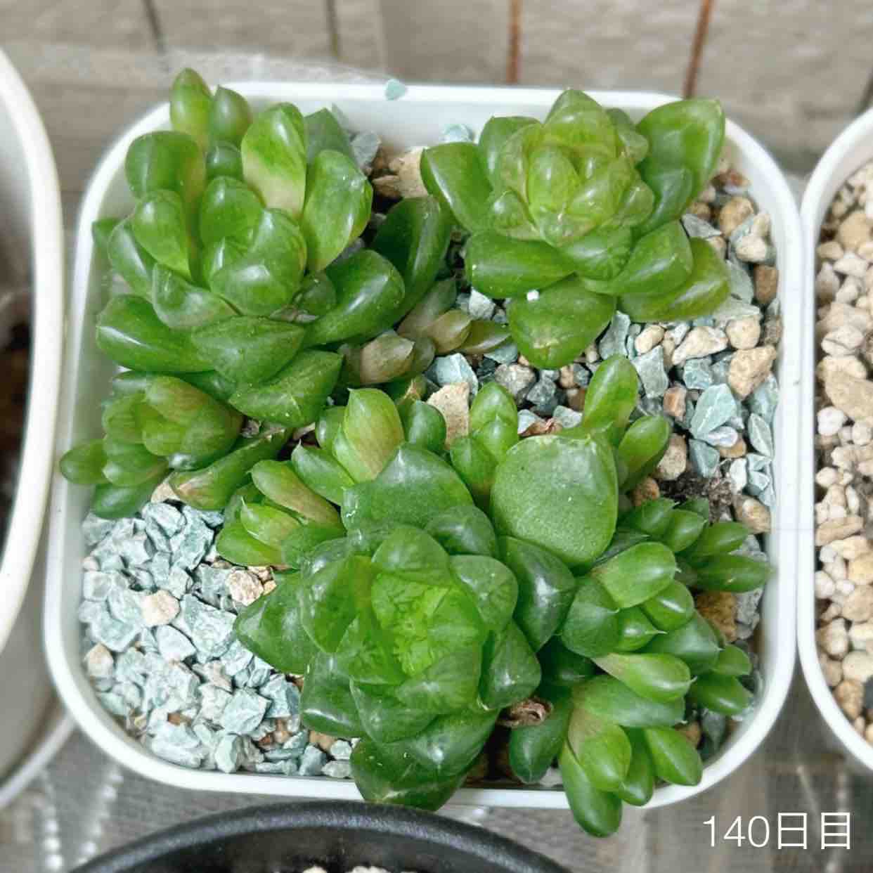 4月上旬の多肉植物〜ハオルチアさん元気いっぱい、アガベも動いてる