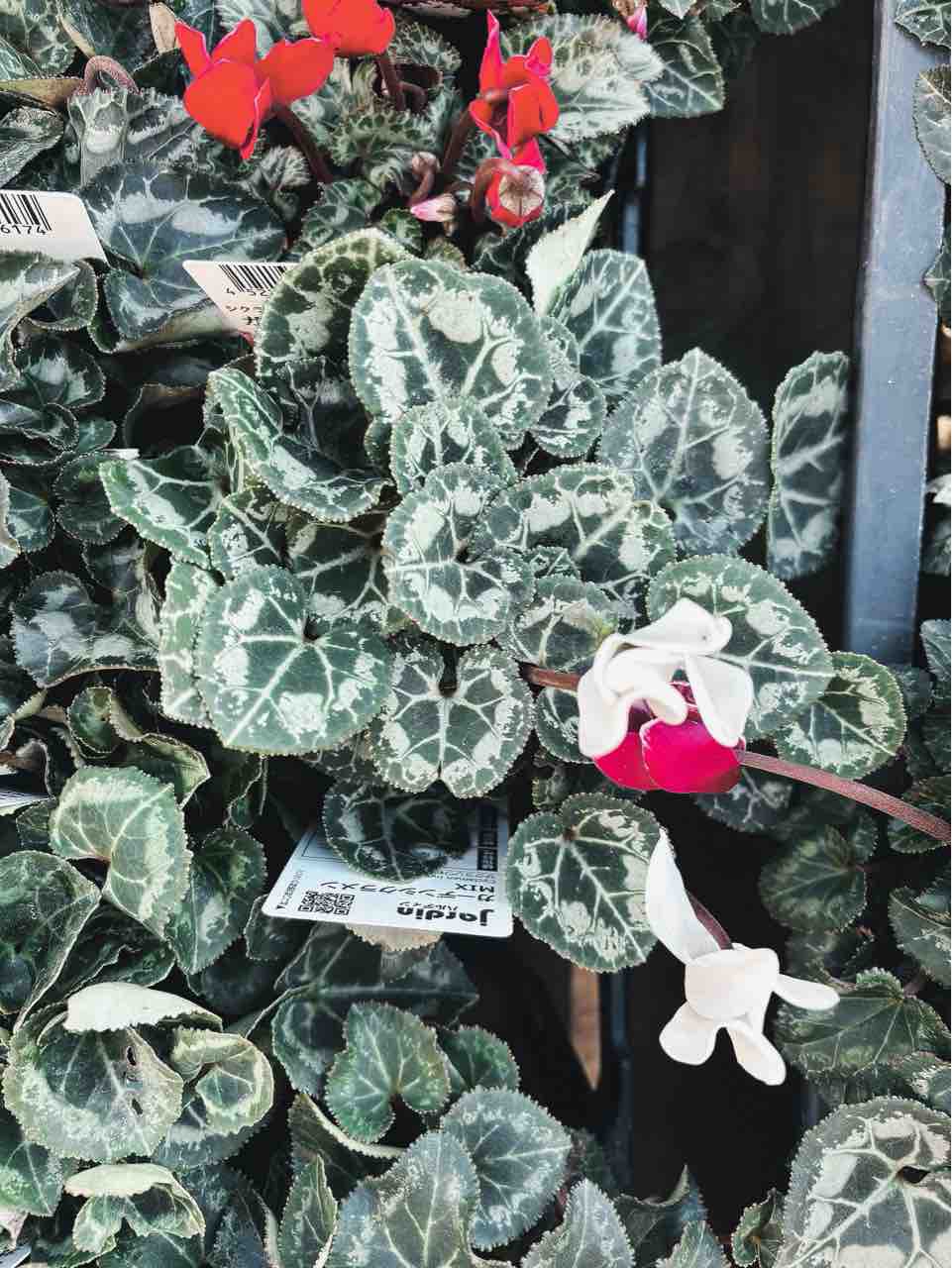 【シルバープリンス コウム 原種シクラメン】シルバーリース寄植え 原種系シクラメン：コウム・シルバープリンス3-3.5号ポット の