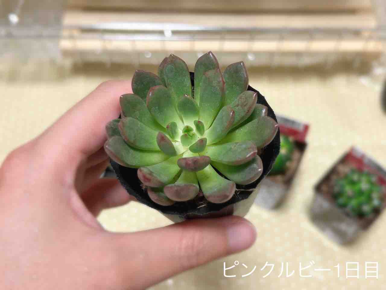 ミニサボテンたちと】またダイソーで多肉狩りしてました。【ピンク 