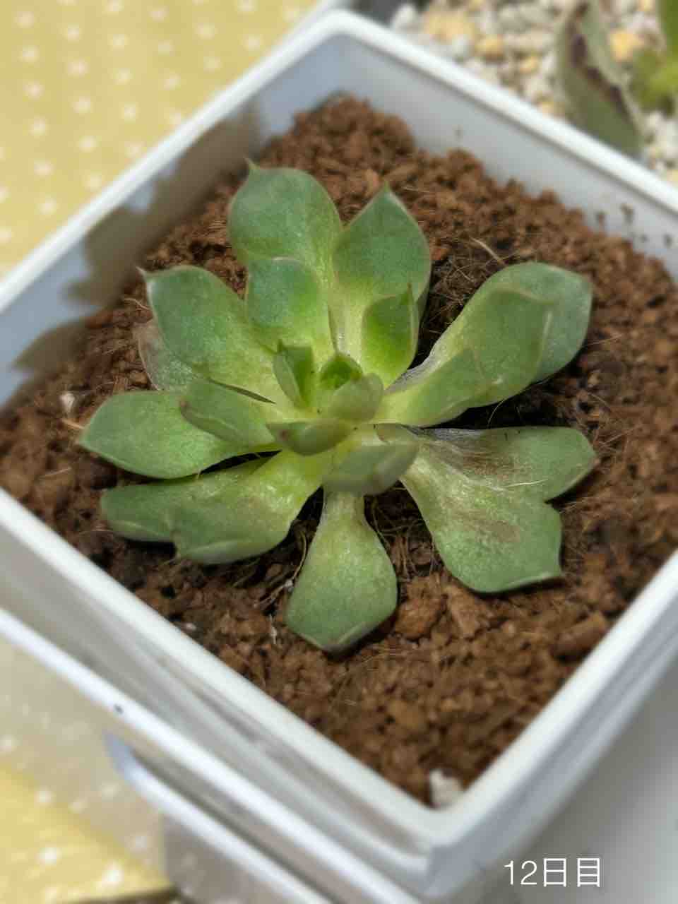 1ヶ月後】ダイソー多肉植物のその後【謎ベリア】【葉挿しチャレンジ