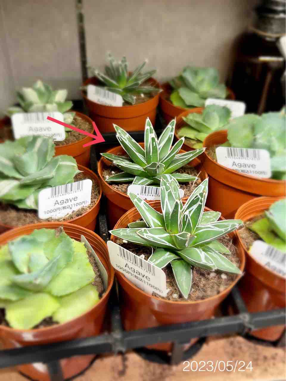 ダイソー園芸】standard productsさんのアガベ笹の雪さんをお迎え